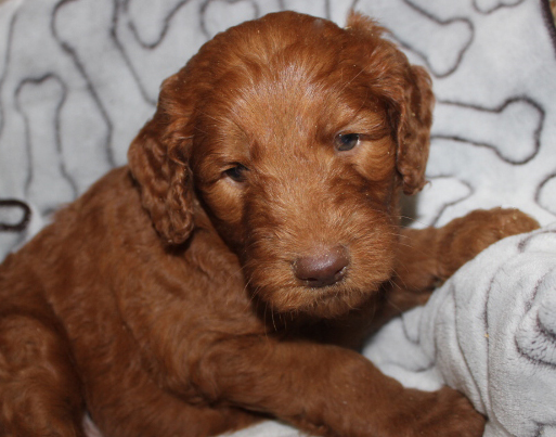 goldendoodle puppies for sale ny mini goldendoodle puppies for sale in western new york breeds picture goldendoodle puppies for sale ny mini goldendoodle puppies for sale in western new york breeds picture