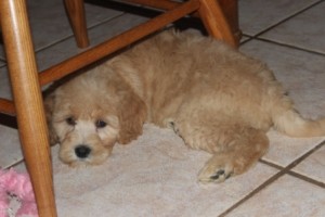 Double Doodle puppy laying under kitchen chair