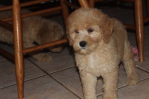 Double Doodle Puppies for Sale | Goldenbelle Doodles