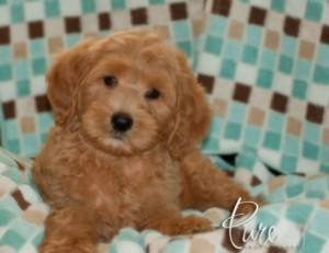 Double Doodle Puppy at 8 Weeks Old