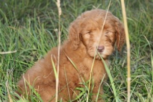 Double Doodle in the grass