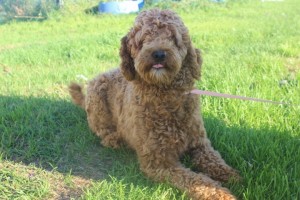 Cara - Australian Labradoodle Dog Goldenbelle Cara