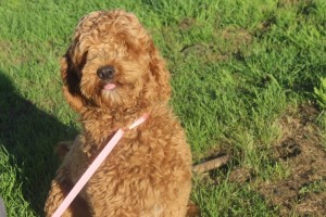 GoldenBelle Cara Australian Labradoodle