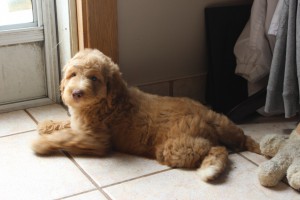 Australian Labradoodle puppy