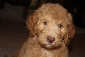 Male Australian Labradoodle puppy