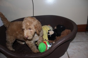 Male Australian Labradoodle pup playing with toys