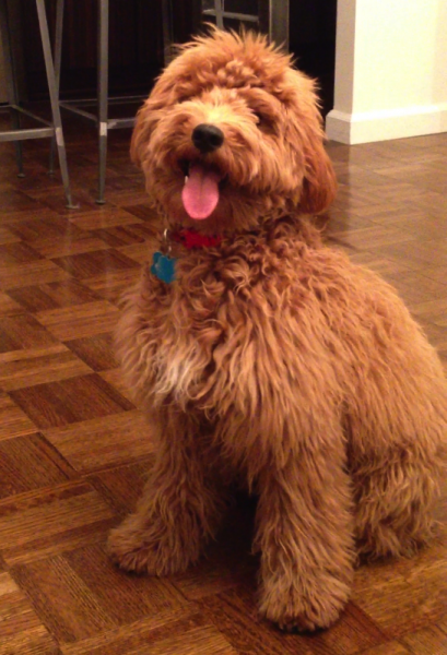 Mini Doodles - F1 & F1B Mini Goldendoodle Puppies for Sale in Ontario