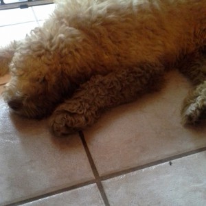 Australian Labradoodle laying down