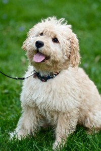 Petite Goldendoodle puppy outside on a leash