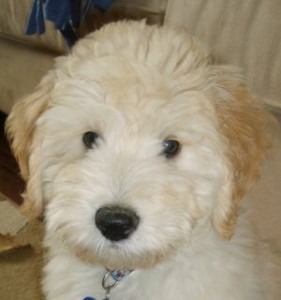 Miniature Labradoodle Dogs for Sale in Ontario, Canada