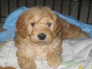 Miniature Goldendoodle & Labradoodle Puppies for Sale | Goldenbelle Doodles