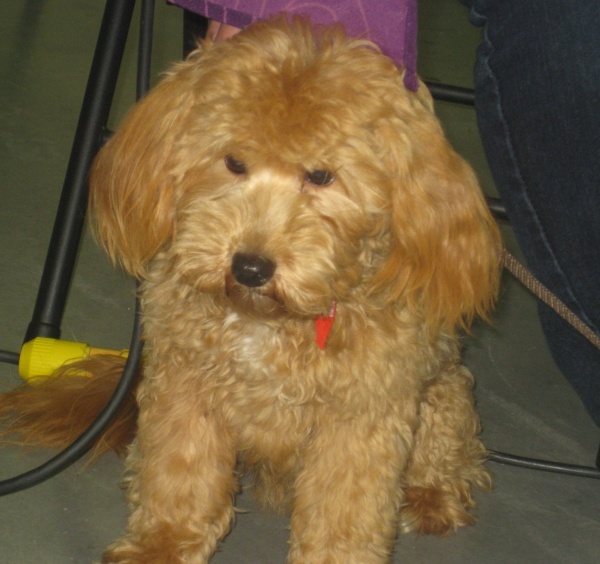 Biscuit
