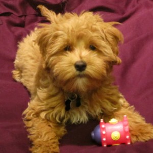 Petite Goldendoodle Puppies for Sale Ontario