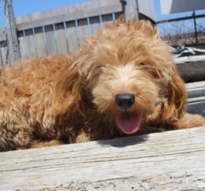 Petite Goldendoodle puppy laying outside
