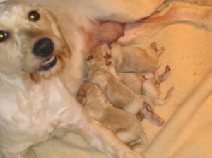 Sadie and babies