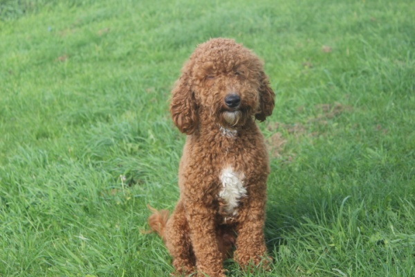 Cooper