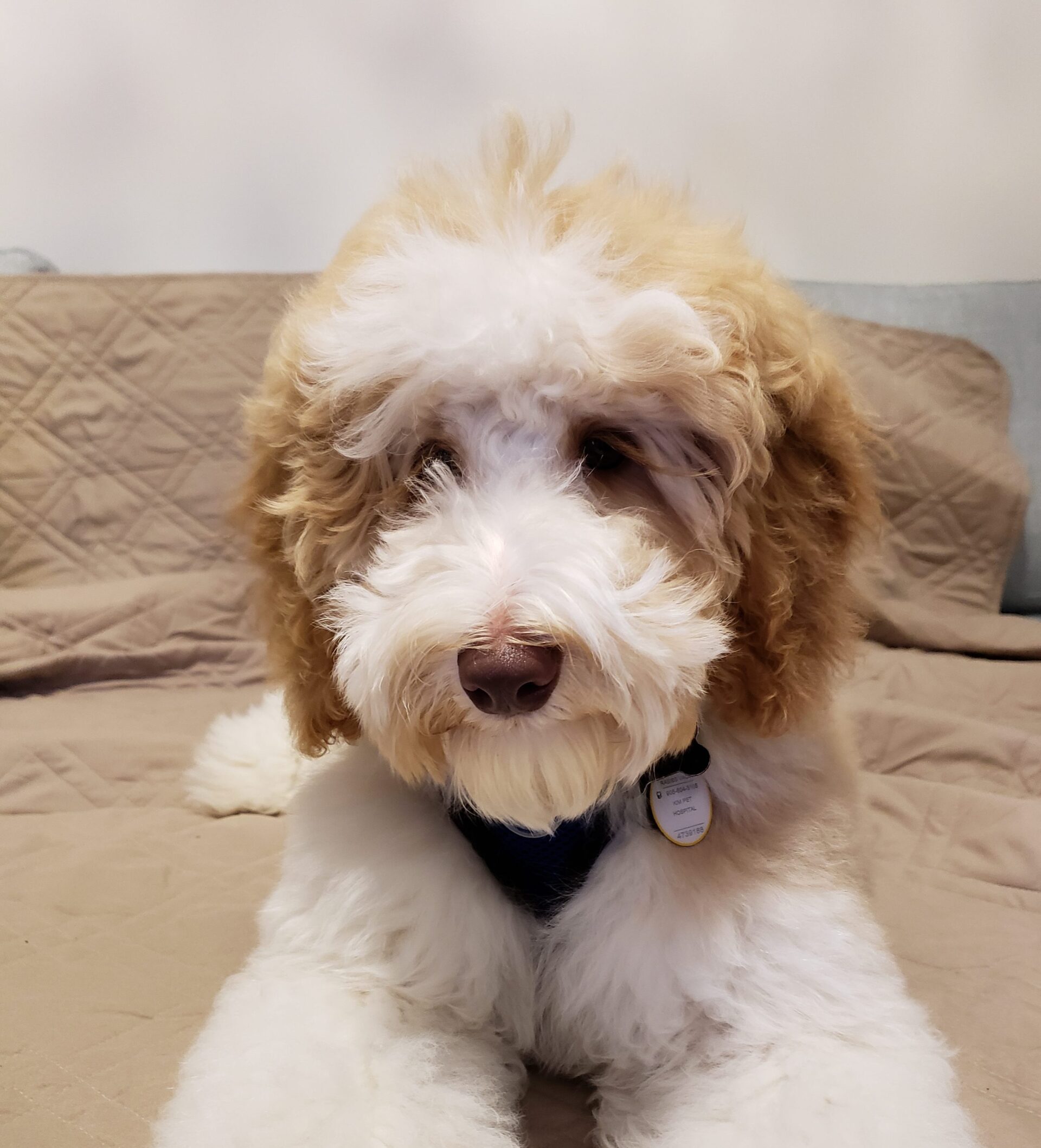 mini labradoodle puppies for sale