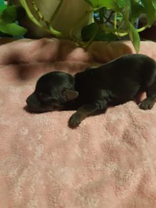 Female Black & Tan