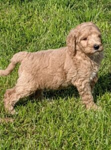 Australian Labradoodle