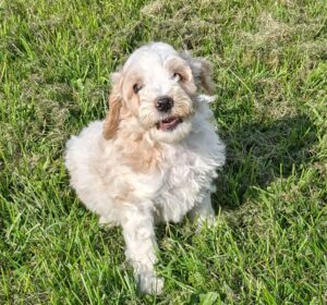 Australian Labradoodle