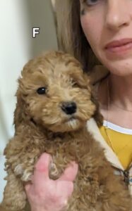 Mini Goldendoodle puppy Rosie