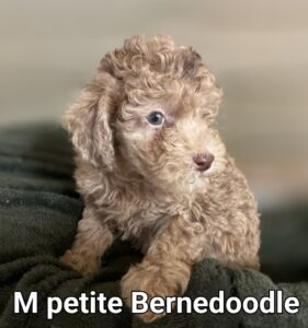 450 sales lb poodle
