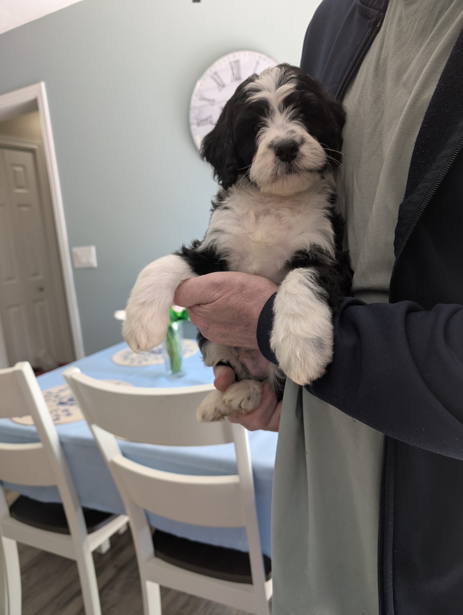 GoldenBelle Goldendoodle puppy near Ottawa Ontario