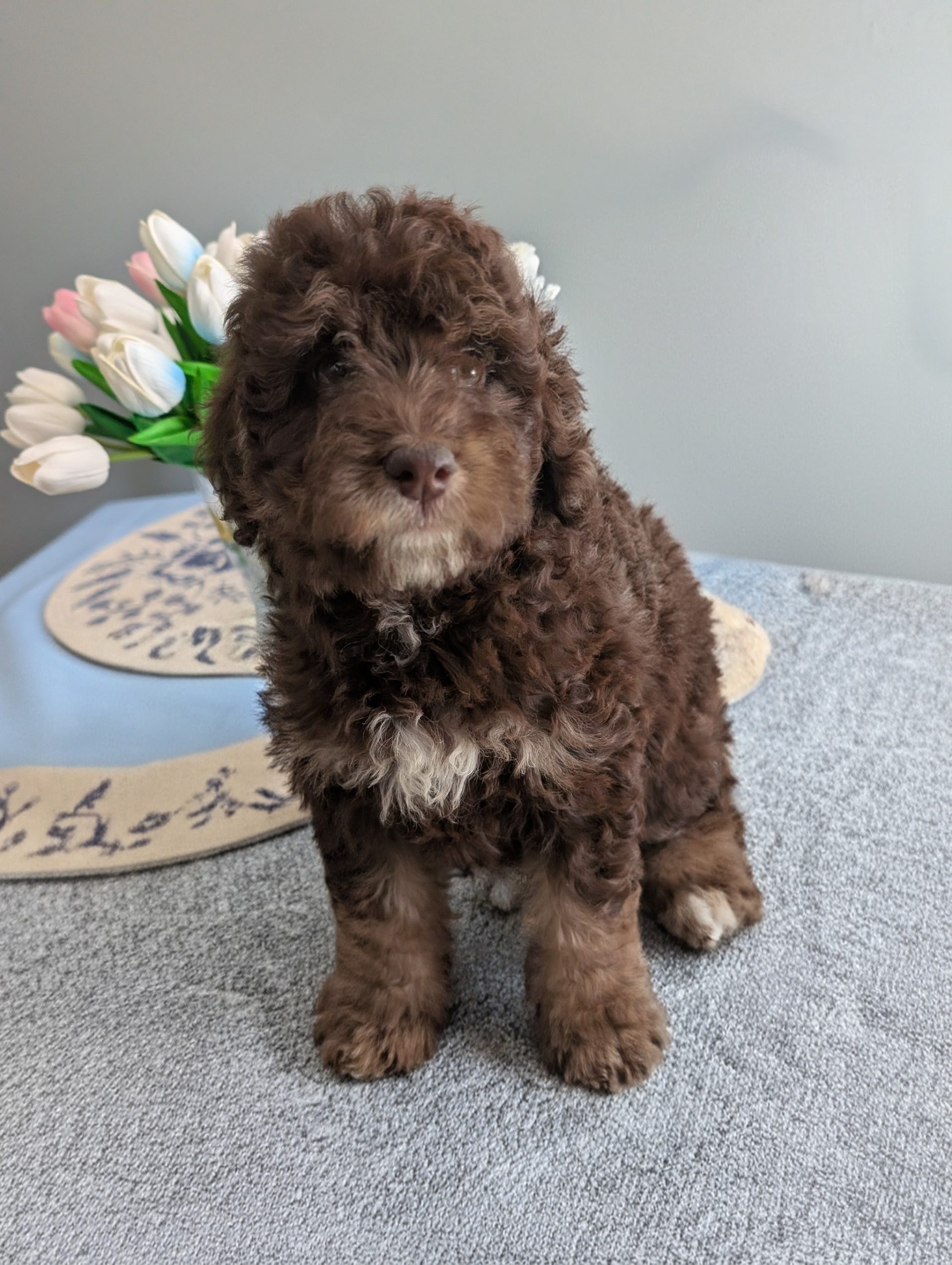 GoldenBelle Goldendoodle puppy near Toronto Ontario