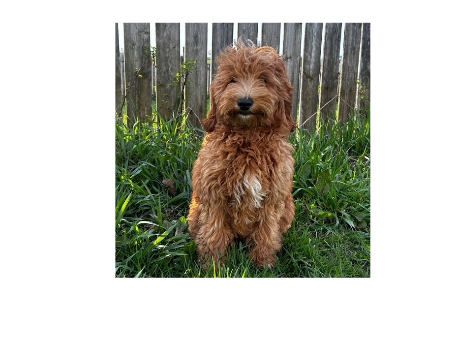 GoldenBelle Goldendoodle puppy in Ontario