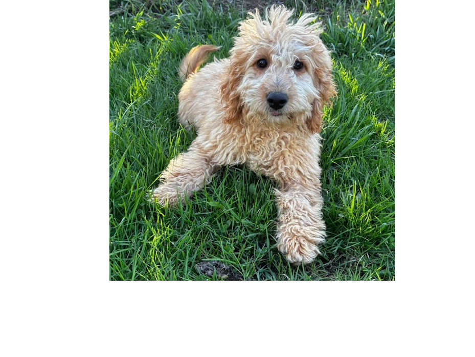 GoldenBelle Goldendoodle breeder in Ontario